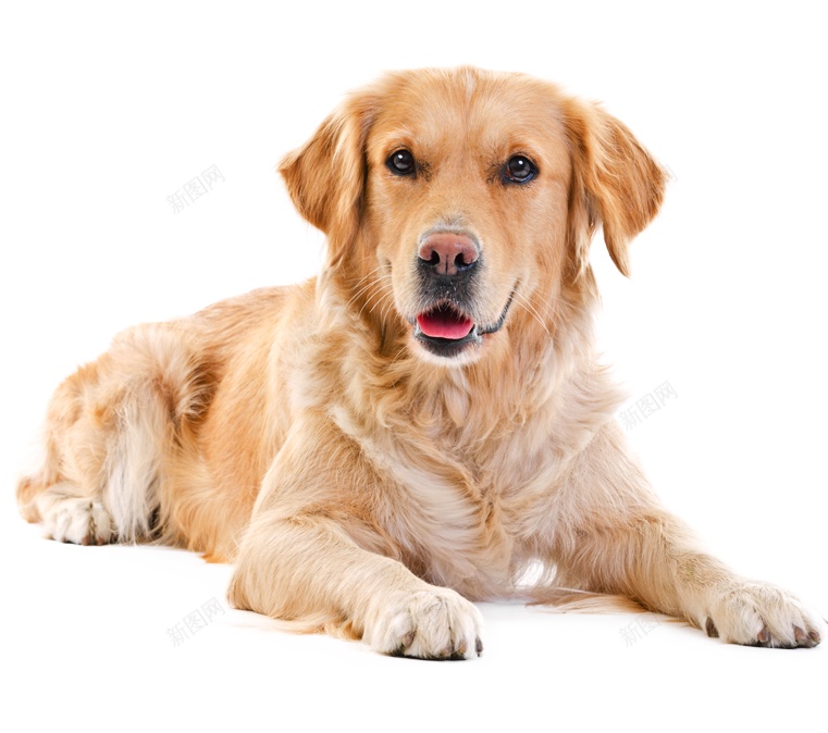 拉布拉多猎狗拉布拉多猎犬png免抠素材_88icon https://88icon.com 拉布拉多猎犬 拉布拉多猎狗