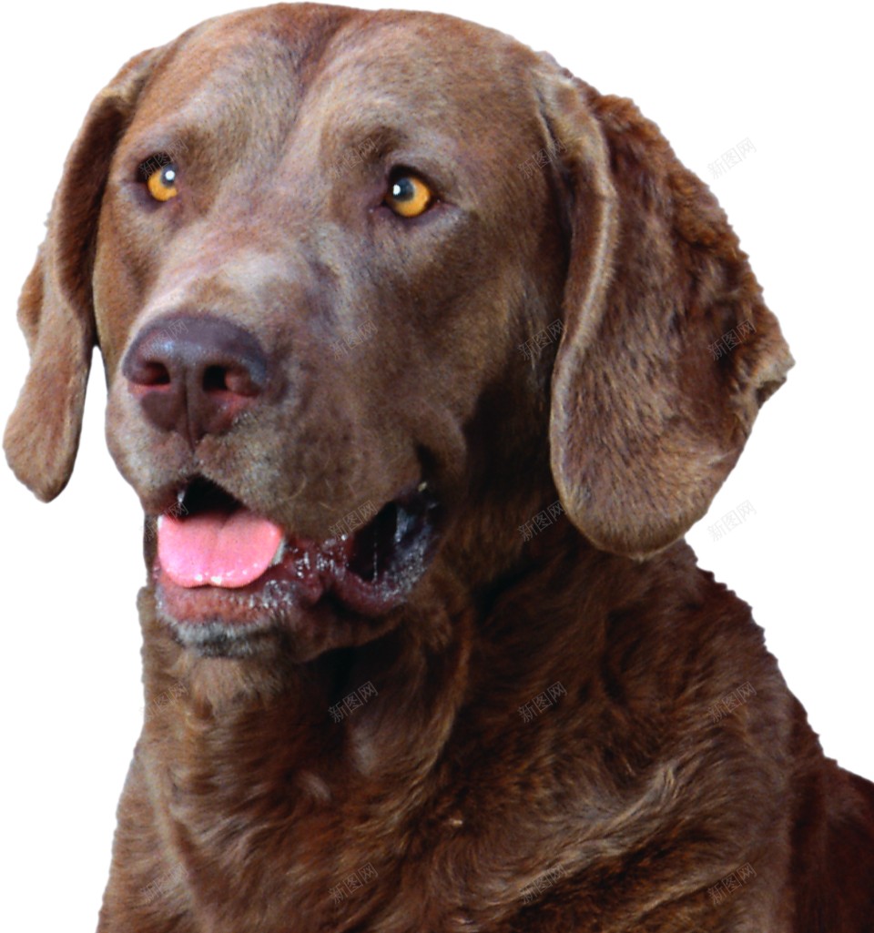 拉布拉多猎狗拉布拉多猎犬png免抠素材_88icon https://88icon.com 拉布拉多猎犬 拉布拉多猎狗