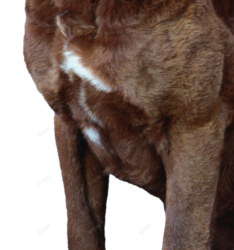 拉布拉多猎狗拉布拉多猎犬png免抠素材_88icon https://88icon.com 拉布拉多猎犬 拉布拉多猎狗