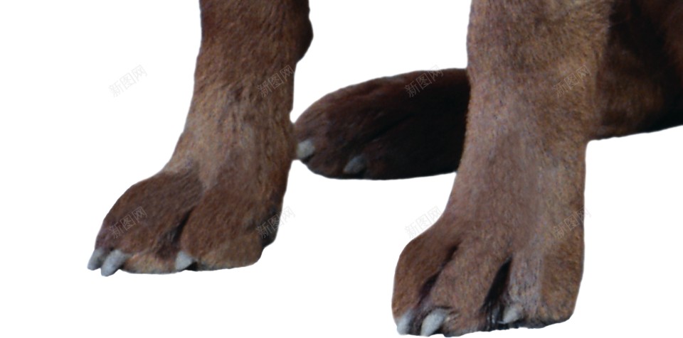 拉布拉多猎狗拉布拉多猎犬png免抠素材_88icon https://88icon.com 拉布拉多猎犬 拉布拉多猎狗