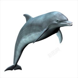 海豚素材