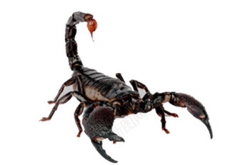 蝎子scorpion的复数png免抠素材_88icon https://88icon.com scorpion的复数 蝎子