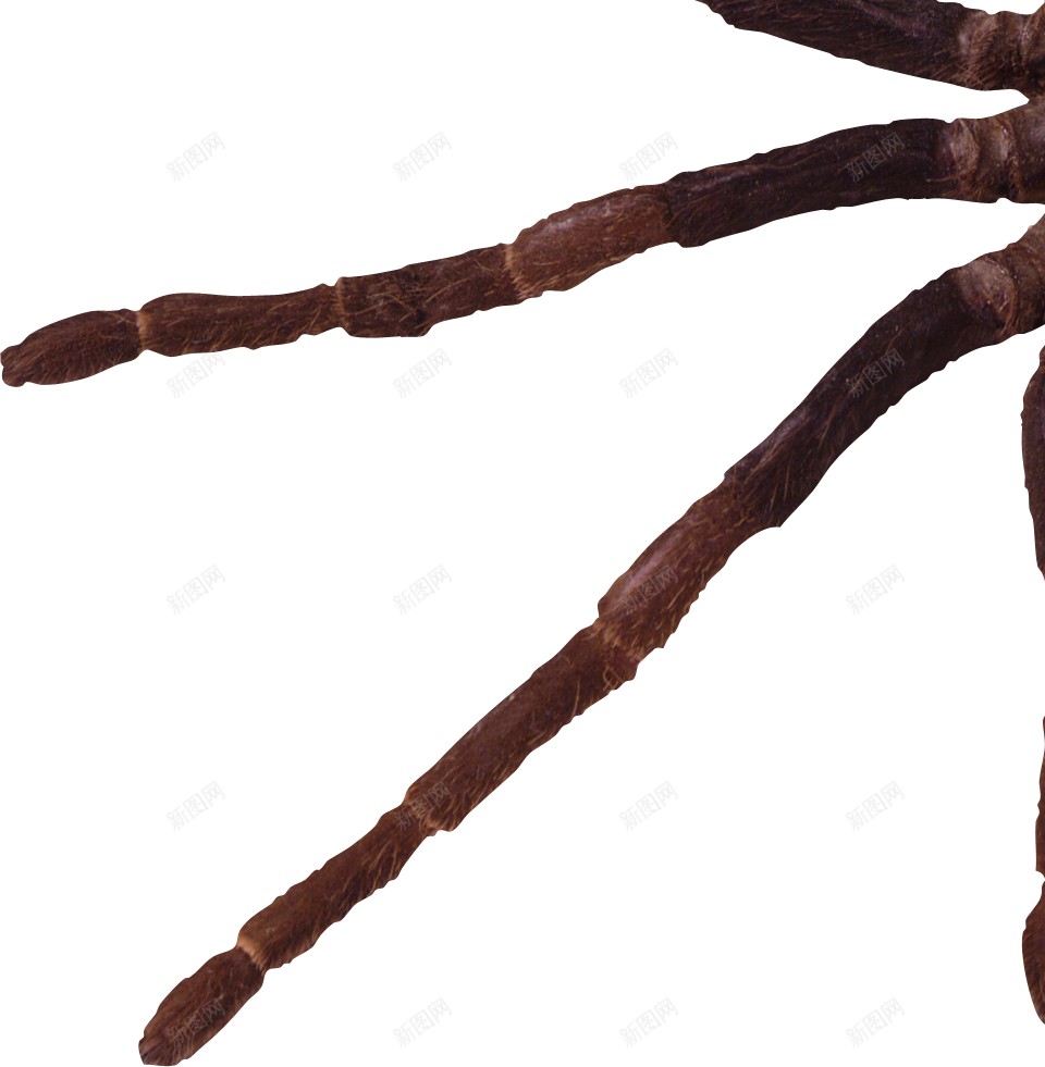蜘蛛png免抠素材_88icon https://88icon.com 蜘蛛