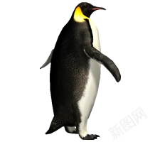 企鹅penguin的复数png免抠素材_88icon https://88icon.com penguin的复数 企鹅