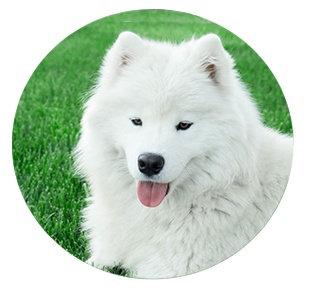 薩摩耶犬萨摩耶犬png免抠素材_88icon https://88icon.com 萨摩耶犬 薩摩耶犬