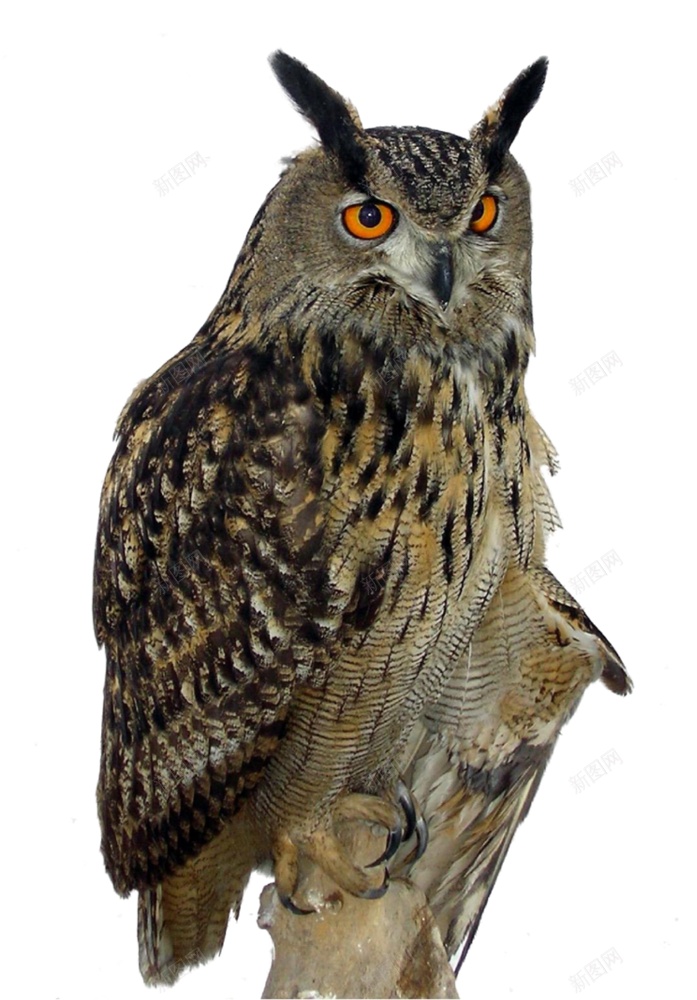 猫头鹰鸮owl的复数png免抠素材_88icon https://88icon.com owl的复数 猫头鹰鸮