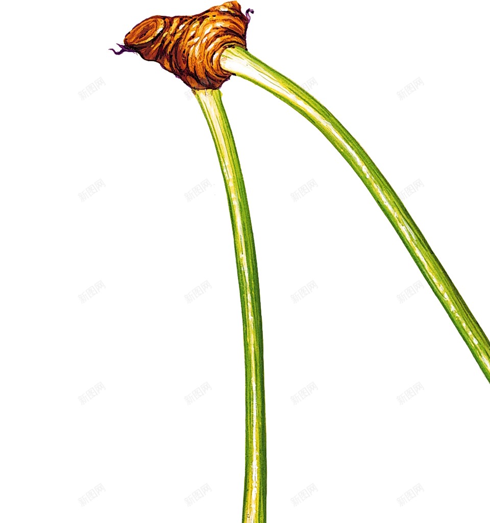 樱桃樱桃树png免抠素材_88icon https://88icon.com 樱桃 樱桃树