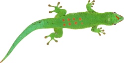 蜥蜴素材