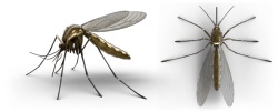 蚊子素材