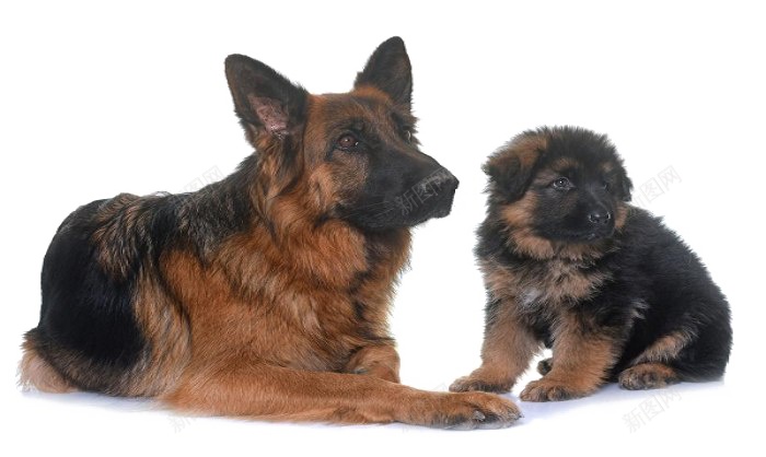 德国牧羊犬狼犬png免抠素材_88icon https://88icon.com 德国牧羊犬 狼犬