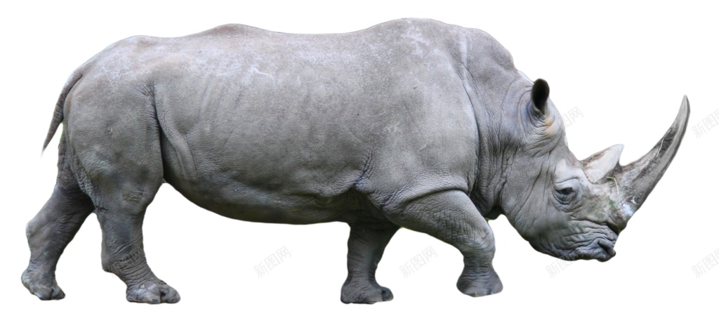 同rhinoceros犀犀牛png免抠素材_88icon https://88icon.com 同rhinoceros 犀犀牛