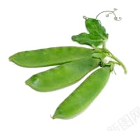 豌豆豌豆粒png免抠素材_88icon https://88icon.com 豌豆 豌豆粒