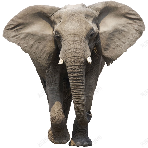 象elephant的复数png免抠素材_88icon https://88icon.com elephant的复数 象