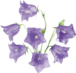 风铃草属吊钟花素材