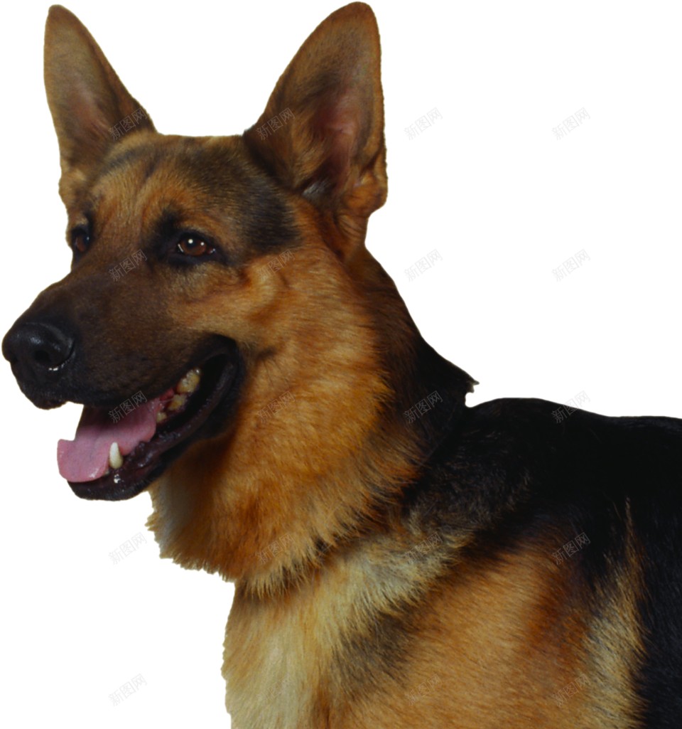 德国牧羊犬狼犬png免抠素材_88icon https://88icon.com 德国牧羊犬 狼犬