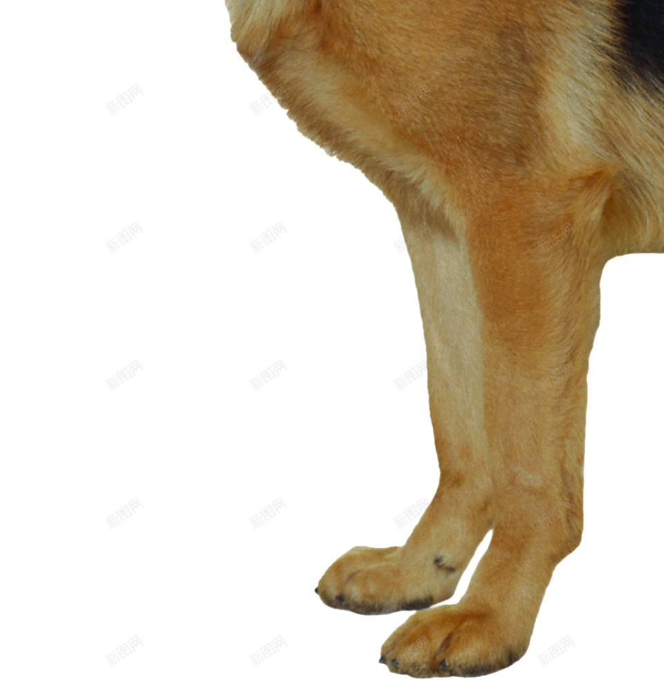 德国牧羊犬狼犬png免抠素材_88icon https://88icon.com 德国牧羊犬 狼犬