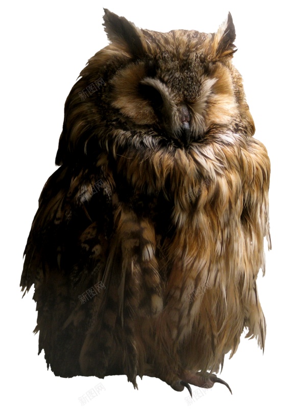 猫头鹰鸮owl的复数png免抠素材_88icon https://88icon.com owl的复数 猫头鹰鸮