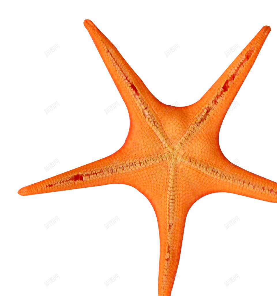 海星星鱼png免抠素材_88icon https://88icon.com 星鱼 海星