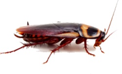 会飞的虫子害虫蟑螂长触角恶心昆虫图高清图片