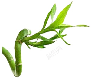 竹竹子png免抠素材_88icon https://88icon.com 竹 竹子