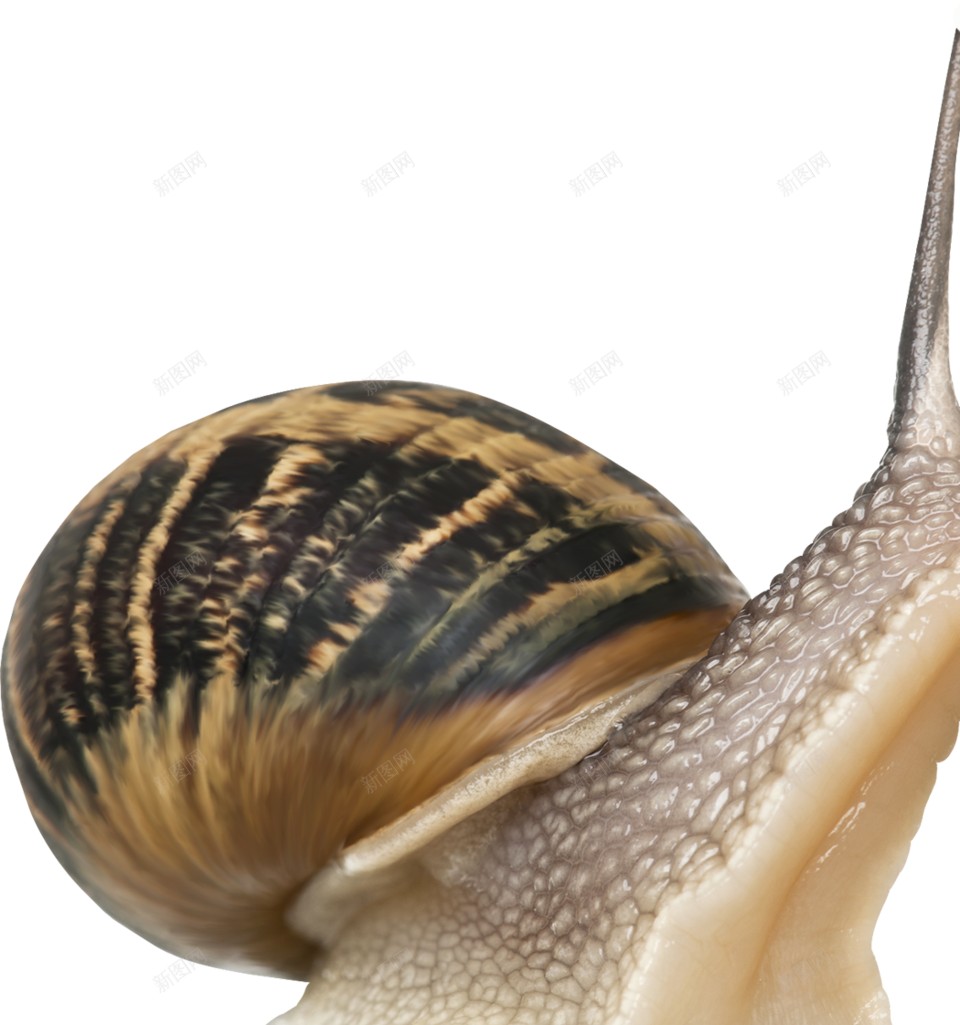 蜗牛snail的复数png免抠素材_88icon https://88icon.com snail的复数 蜗牛