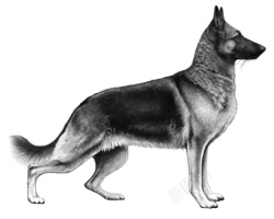 德国牧羊犬狼犬素材