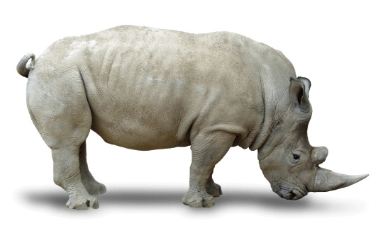 同rhinoceros犀犀牛png免抠素材_88icon https://88icon.com 同rhinoceros 犀犀牛