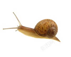 蜗牛snail的复数png免抠素材_88icon https://88icon.com snail的复数 蜗牛