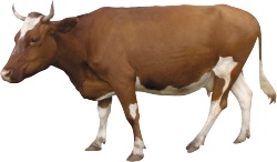 母牛奶牛素材