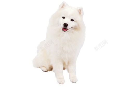 薩摩耶犬萨摩耶犬png免抠素材_88icon https://88icon.com 萨摩耶犬 薩摩耶犬