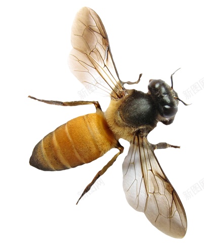 蜜蜂聚会png免抠素材_88icon https://88icon.com 聚会 蜜蜂