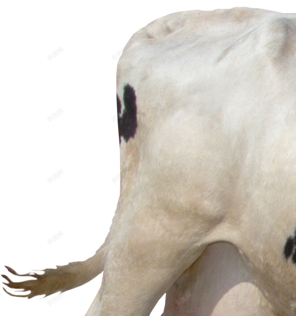 母牛奶牛png免抠素材_88icon https://88icon.com 奶牛 母牛