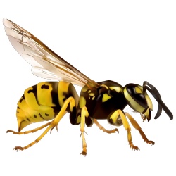 黄蜂胡蜂素材
