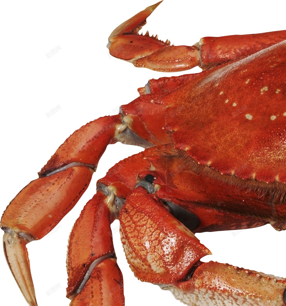 蟹螃蟹png免抠素材_88icon https://88icon.com 螃蟹 蟹