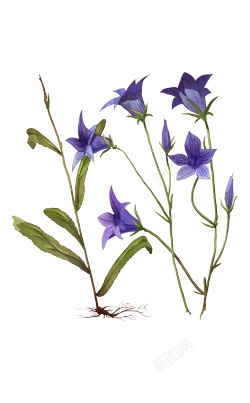 风铃草属吊钟花素材