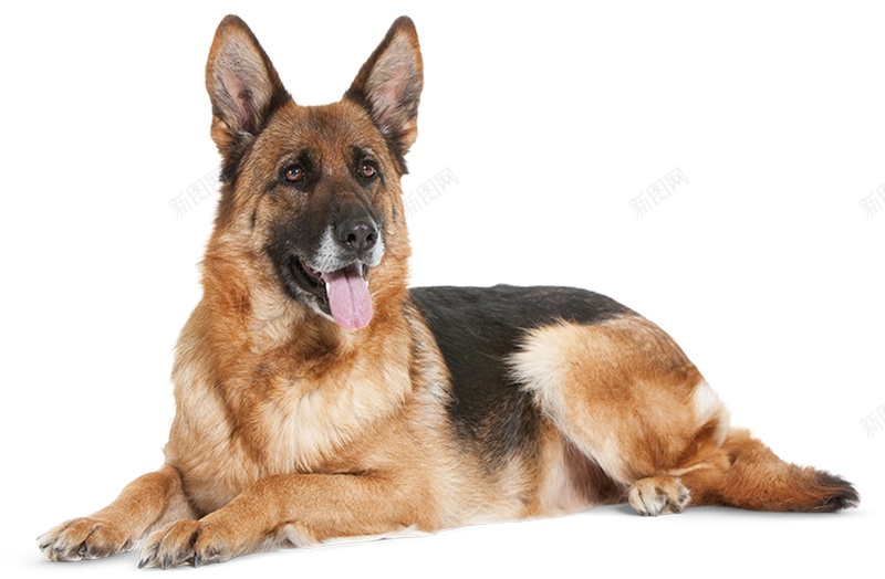 德国牧羊犬狼犬png免抠素材_88icon https://88icon.com 德国牧羊犬 狼犬