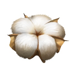 洁白的棉花摄影图素材