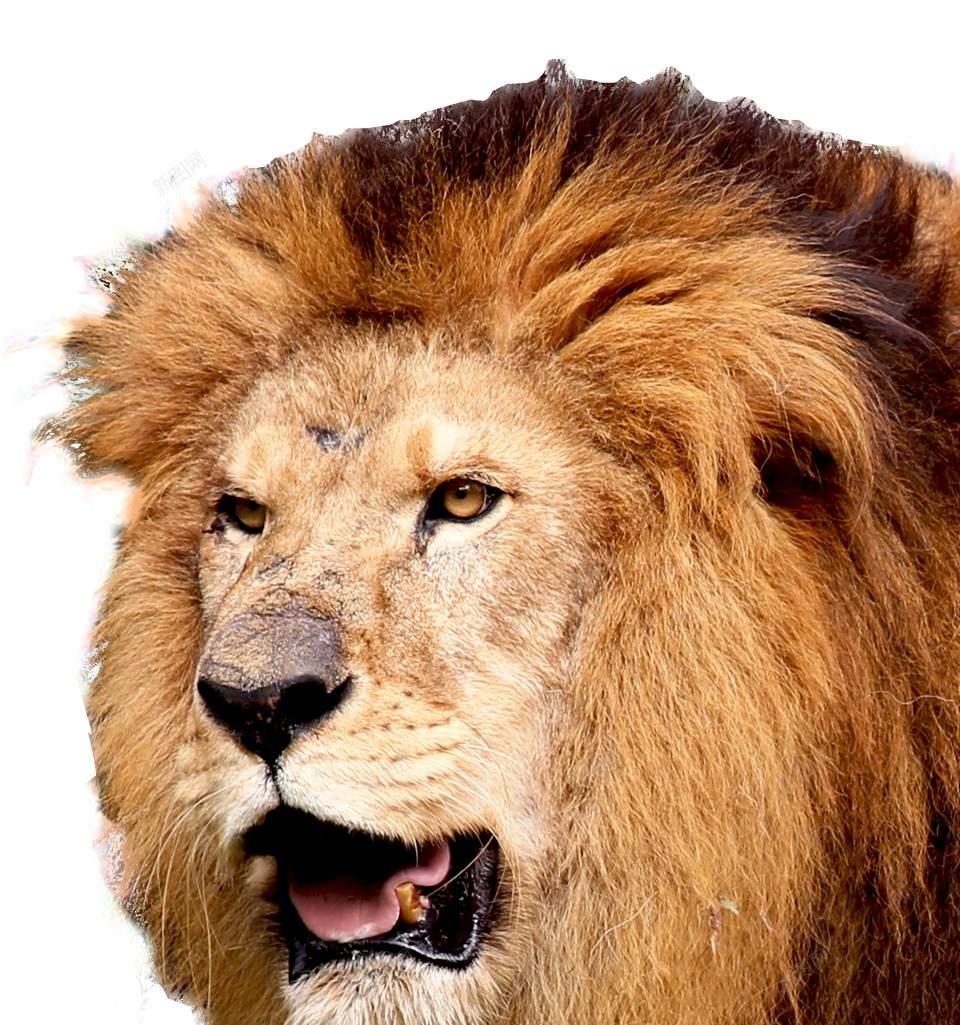 狮狮子png免抠素材_88icon https://88icon.com 狮 狮子