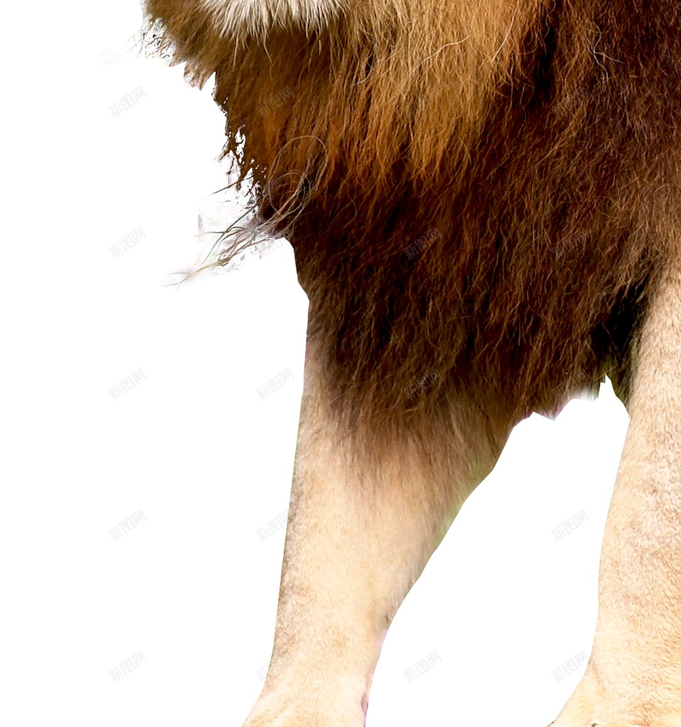 狮狮子png免抠素材_88icon https://88icon.com 狮 狮子