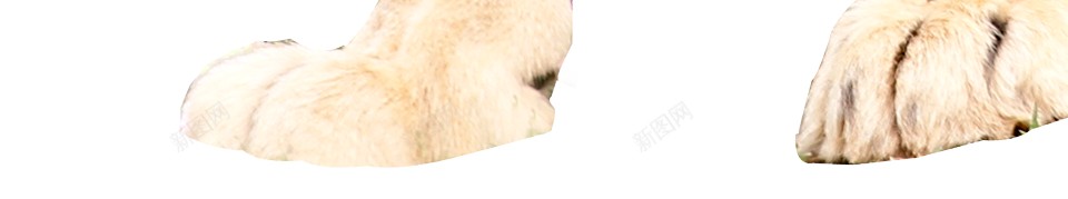 狮狮子png免抠素材_88icon https://88icon.com 狮 狮子