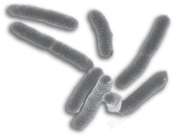 细菌bacterium的复数素材