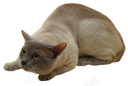 猫猫科动物素材
