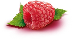 覆盆子山莓素材