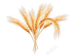 小麦素材