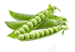豌豆豌豆粒素材