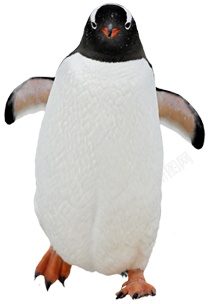 企鹅penguin的复数素材