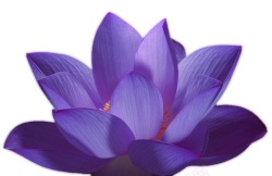 手绘紫色莲花图案素材