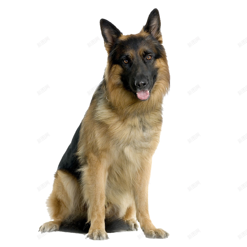 德国牧羊犬狼犬png免抠素材_88icon https://88icon.com 德国牧羊犬 狼犬