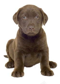 拉布拉多猎狗拉布拉多猎犬素材