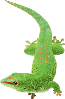 蜥蜴素材